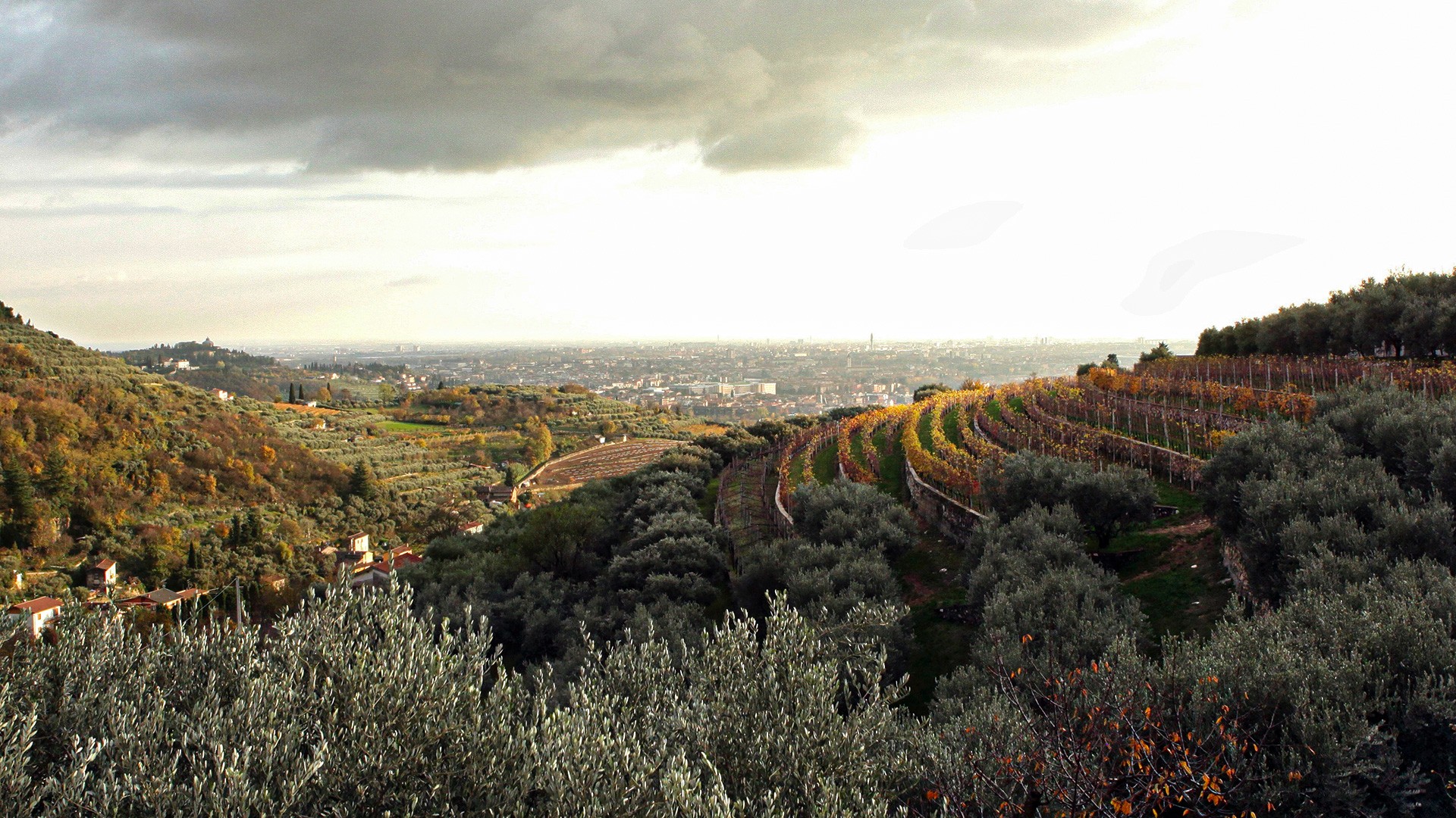 Amarone della Valpolicella D.O.C.G.