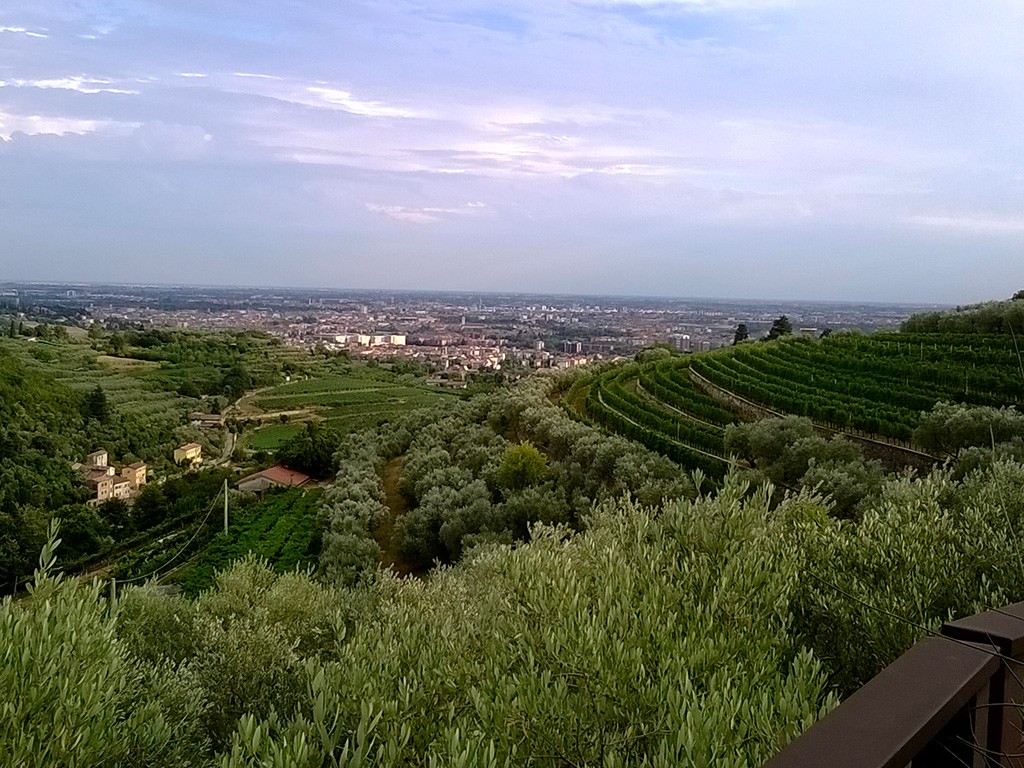 Panorama vigneti Pietro Zanini